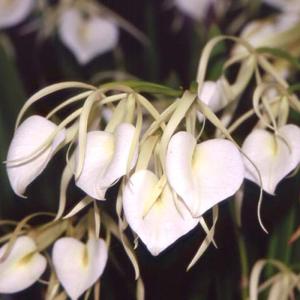 B.nodosa'Susan Fuchs' (ノドサ'スーザン フュークス') BS ブラサボラ