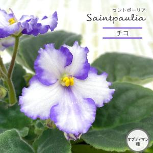セントポーリア　Pon セントポーリア：ボニータピンク3.5号ポット の通販 | 園芸ネット