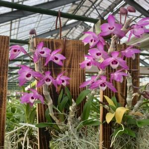 user_6cd345d3です⭐︎ デンドロビウム（原種）トレチェリアナム デンドロビウム（原種）：トリアケリアナム 3号ポット の通販