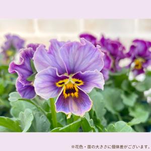 【予約販売】 サトウ園芸さんオリジナル ビオラ...の詳細画像1