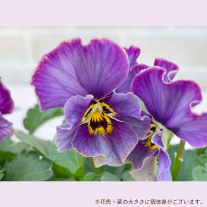 【予約販売】 サトウ園芸さんオリジナル ビオラ...の詳細画像2