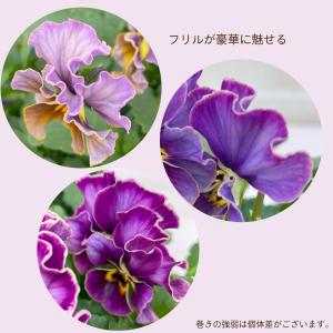 【予約販売】 サトウ園芸さんオリジナル ビオラ...の詳細画像3