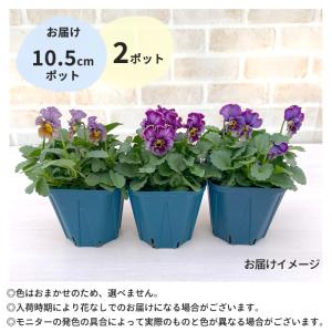 【予約販売】 サトウ園芸さんオリジナル ビオラ...の詳細画像5