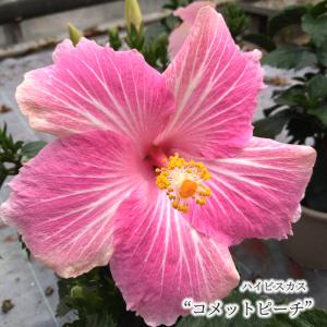 【予約販売】 ハイビスカス コメットピーチ 5号 鉢植え トロピカル 熱帯植物 育てやすい 初心者向け osg5 5月下旬以降発送
