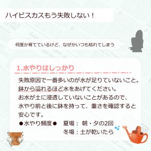【まもなく予約締切】 【予約販売】 ハイビスカ...の詳細画像3