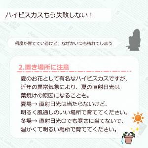 【まもなく予約締切】 【予約販売】 ハイビスカ...の詳細画像4