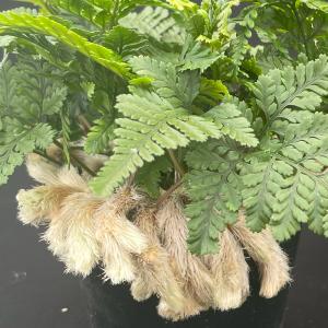 石化トキワシノブ 猫の手 9cmポット 綴化 子猫 古典植物 シダ植物 山野草 kih