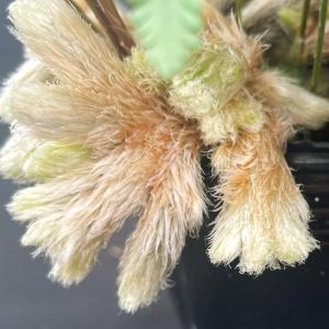 石化トキワシノブ 猫の手 9cmポット 綴化 ...の詳細画像2