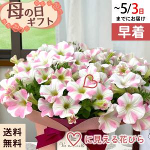 ◆早割◆【GWにお届け！早着】【直接渡せる】母の日 ギフト ペチュニア サフィニアアート ももいろハート 5号鉢 鉢花 プレゼント 送料無料