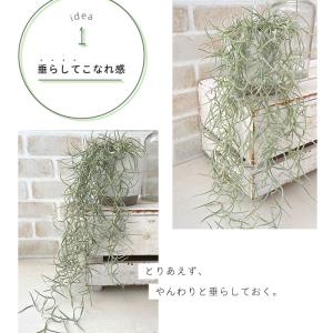 観葉植物 エアープランツ 太葉 ウスネオイデス...の詳細画像2
