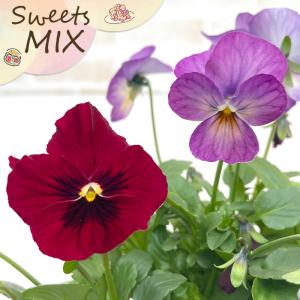 【予約販売】 ビオラ スイーツMIXビオラ いちごとチョコのムース 10.5cmポット h&l 花苗 ガーデニング パンジー ビオラ hlv 11月下旬以降発送