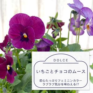 【予約販売】 ビオラ スイーツMIXビオラ い...の詳細画像2