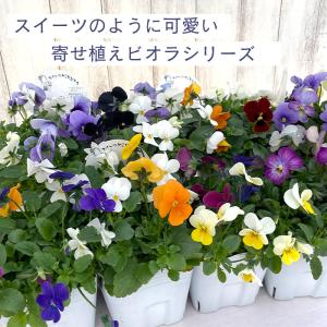 【予約販売】 ビオラ スイーツMIXビオラ い...の詳細画像4