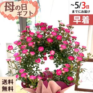 ◆早割◆【GWにお届け！早着】【直接渡せる】母の日 ギフト バラリング カレン 4号鉢 鉢花 プレゼント 送料無料