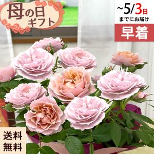 ◆早割◆【GWにお届け！早着】【直接渡せる】母の日 ギフト ミニバラ ハニーゴールド 4号鉢 鉢花 プレゼント 送料無料