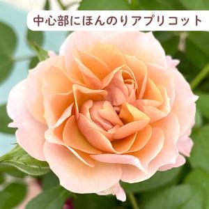 ◆早割◆【GWにお届け!早着】【直接渡せる】母...の詳細画像3