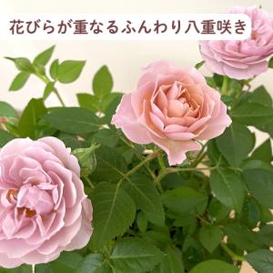 ◆早割◆【GWにお届け!早着】【直接渡せる】母...の詳細画像4