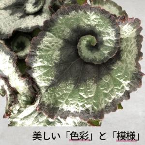 【予約販売】 レックスベゴニア エスカルゴ 1...の詳細画像1
