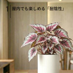 【予約販売】 レックスベゴニア エスカルゴ 1...の詳細画像2