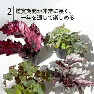 【予約販売】 レックスベゴニア エスカルゴ 1...の詳細画像3