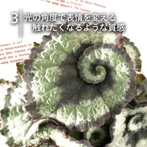 【予約販売】 レックスベゴニア エスカルゴ 1...の詳細画像4
