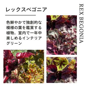 【予約販売】 レックスベゴニア エスカルゴ 1...の詳細画像5