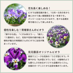 【予約販売】 ビオラ ひだまりラビン 9cmポ...の詳細画像3