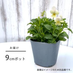 【予約販売】 ビオラ ひだまりラビン 9cmポ...の詳細画像4