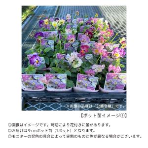 【予約販売】 ビオラ 伯爵令嬢 9cmポット ...の詳細画像2