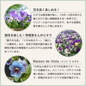 【予約販売】 ビオラ 伯爵令嬢 9cmポット ...の詳細画像4