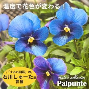 【予約販売】 石川しゅーた氏育種 ビオラ パルプンテ 10.5cmポット すみれ図鑑 花苗 ガーデニング 【お一人様4点まで】 syt 11月下旬以降発送