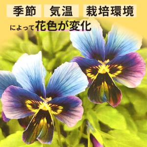 【予約販売】 石川しゅーた氏育種 ビオラ パル...の詳細画像2