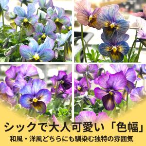 【予約販売】 石川しゅーた氏育種 ビオラ パル...の詳細画像3