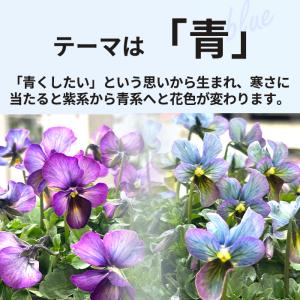 【予約販売】 石川しゅーた氏育種 ビオラ パル...の詳細画像4
