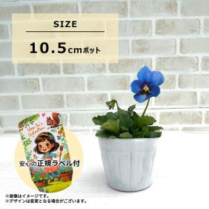 【予約販売】 石川しゅーた氏育種 ビオラ パル...の詳細画像5