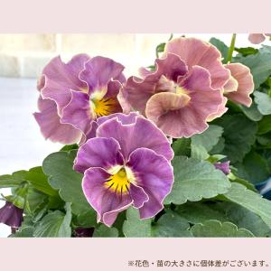 【予約販売】 サトウ園芸さんオリジナル ビオラ...の詳細画像1