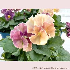 【予約販売】 サトウ園芸さんオリジナル ビオラ...の詳細画像2