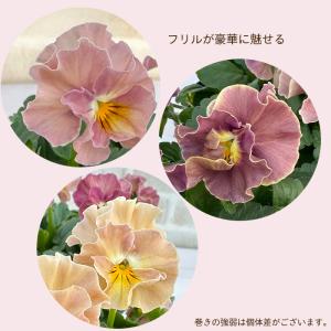 【予約販売】 サトウ園芸さんオリジナル ビオラ...の詳細画像3