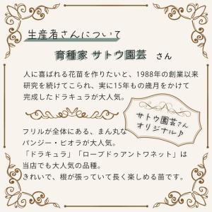 【予約販売】 サトウ園芸さんオリジナル ビオラ...の詳細画像4