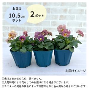 【予約販売】 サトウ園芸さんオリジナル ビオラ...の詳細画像5