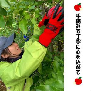 りんごジュース 無添加 ストレート 秋田県産 ...の詳細画像1