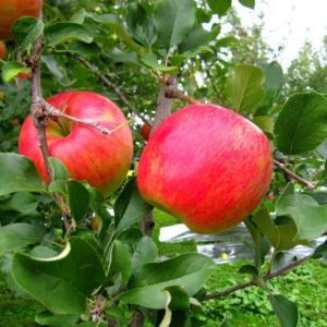 りんごジュース 無添加 ストレート 秋田県産 ...の詳細画像2