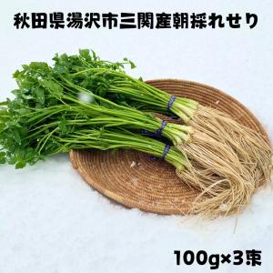 朝採れ 三関産 春 せり 300g セリ 秋田 三関 芹 根 根つき 香草 野菜 七草 芹がゆ 三 関  取り寄せ せりなべ｜lazymagnolia