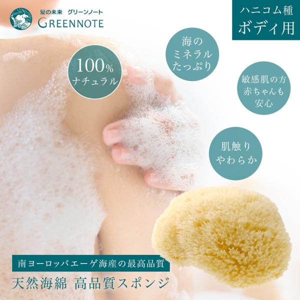 【公式認定ストア】GREENNOTE グリーンノート 天然海綿 スポンジ ハニコム種 ボディ用 ボデ...