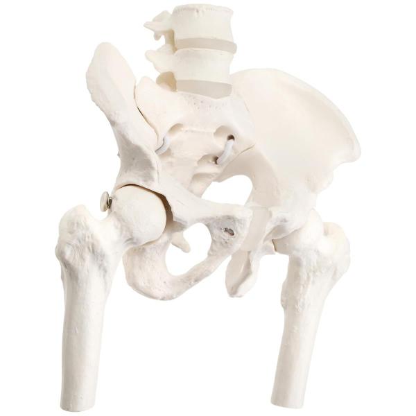 KIYOMARU ミニサイズのグイッと動かせる大腿骨付き骨盤模型 人体模型 骨模型 理学療法士監修 ...