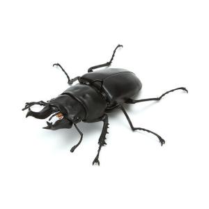 タランドゥスツヤクワガタ】 甲虫王者ムシキング ANNIVERSARY 20th