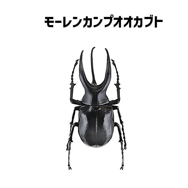 【モーレンカンプオオカブト】昆虫ハンター カブトムシ×クワガタ