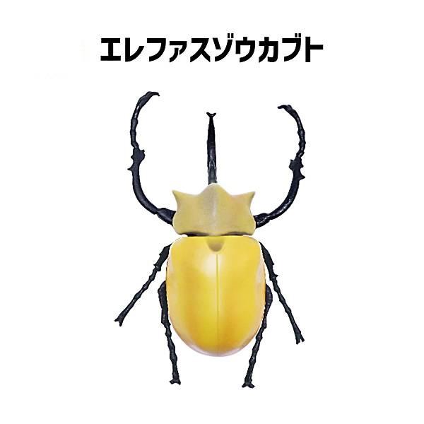 【エレファスゾウカブト】昆虫ハンター カブトムシ×クワガタ