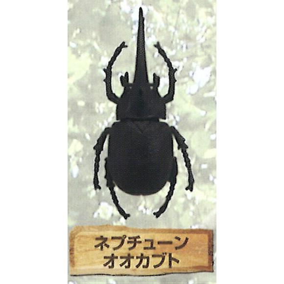 【ネプチューンオオカブト (大虫) 】 こむしちゃんのかんづめ パート31