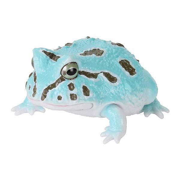 【クランウェルツノガエル(ペパーミント)】 いきもの大図鑑レプティ バジェットガエルとツノガエル